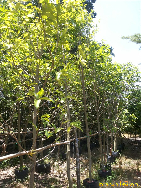 จำปี