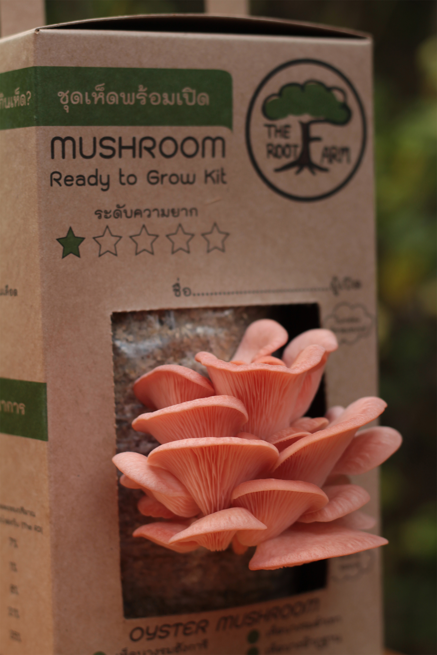 ชุดคิทเห็ดนางนวลพร้อมเปิด (Mushroom Ready To Grow Kit)