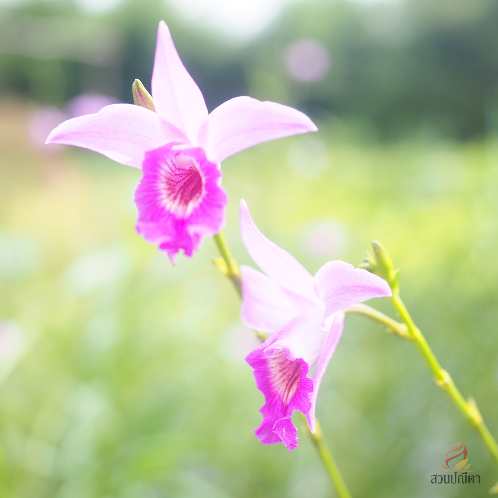 เอื้องใบไผ่