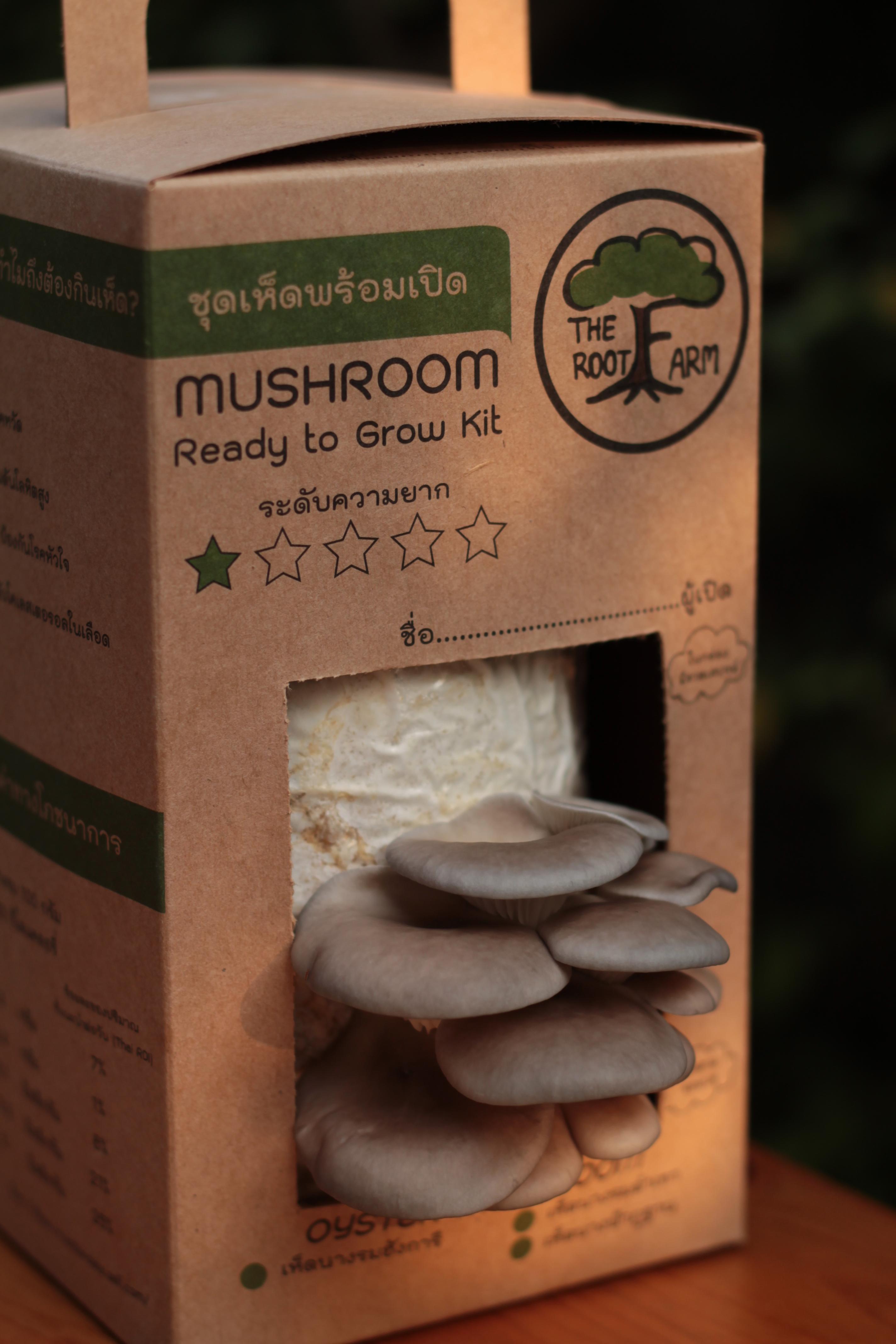 ชุดคิทเห็ดนางรมเทาพร้อมเปิด (Mushroom Ready To Grow Kit)