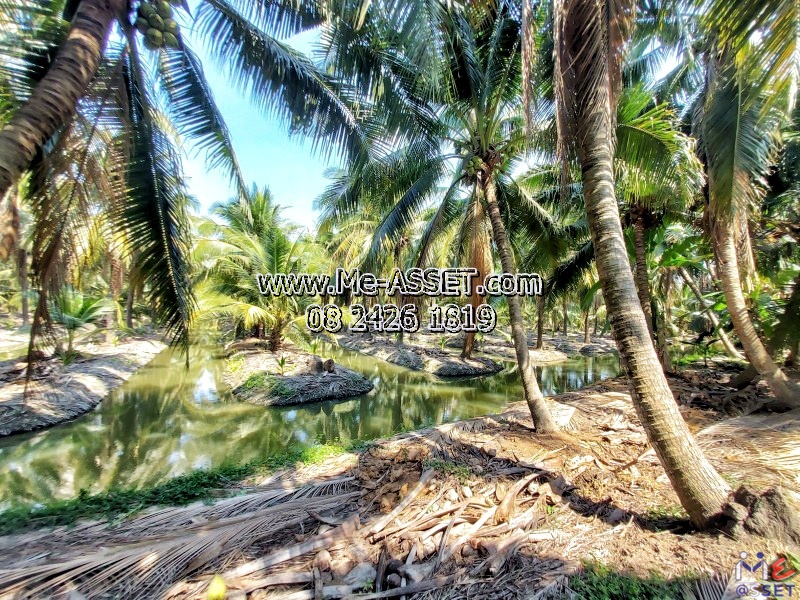 ขายที่ดินสวนมะพร้าวน้ำหอม ย่าน ทิมเรืองเวช หนองนกไข่ คลองจินดา บางช้าง สามพราน : ใกล้หมู่บ้านทิมเรืองเวช : 9-1-1 ไร่