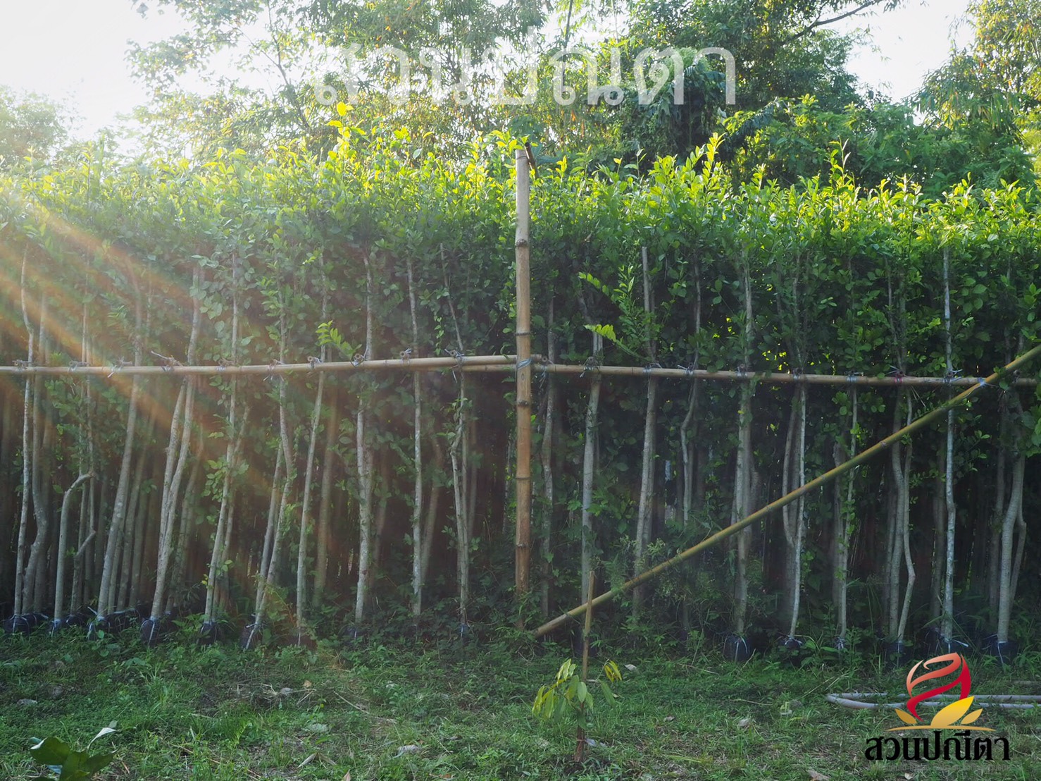 ข่อยรั้ว