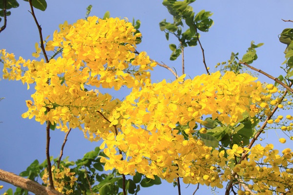 ราชพฤกษ์