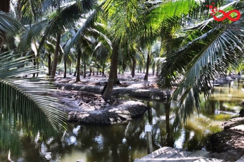 ขายที่ดินเกษตร สวนมะพร้าวน้ำหอม ถ.เพชรเกษม ต.บางช้าง อ.สามพราน นครปฐม / พื้นที่ 9-1-1 ไร่