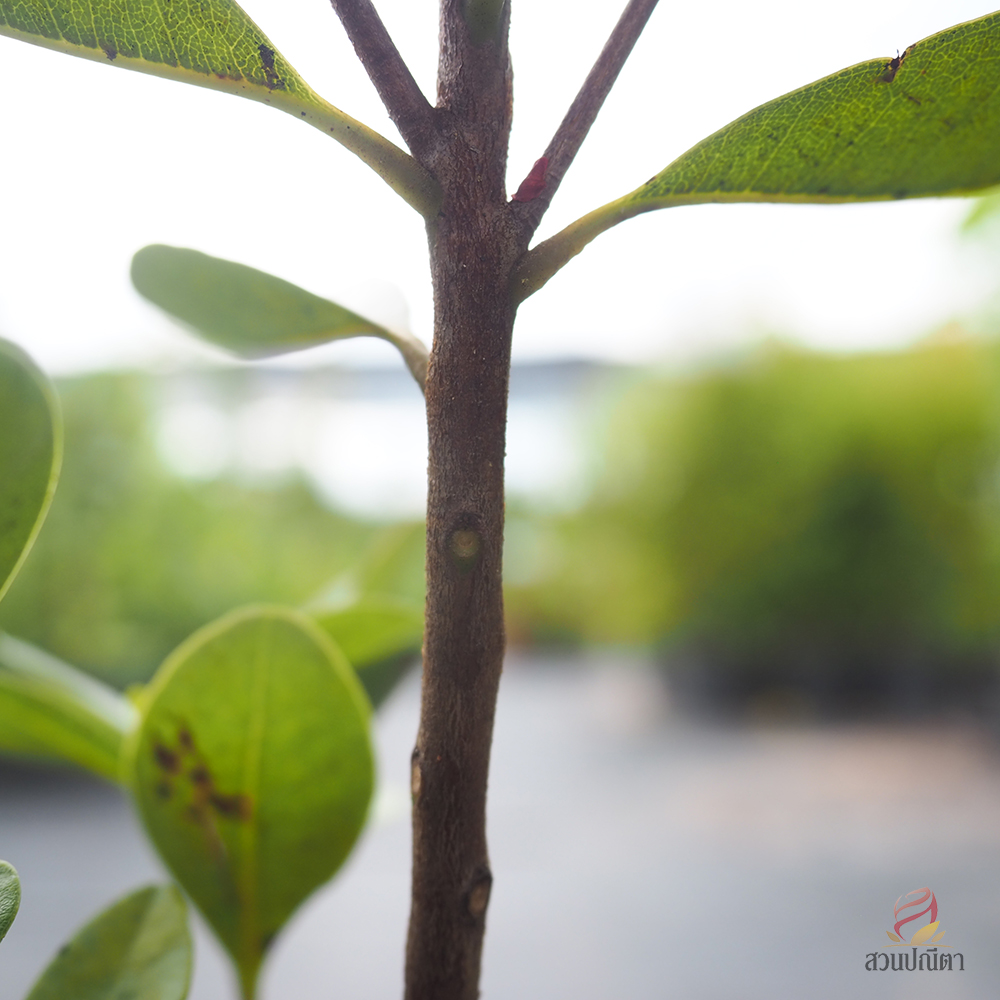 รักแรกพบ