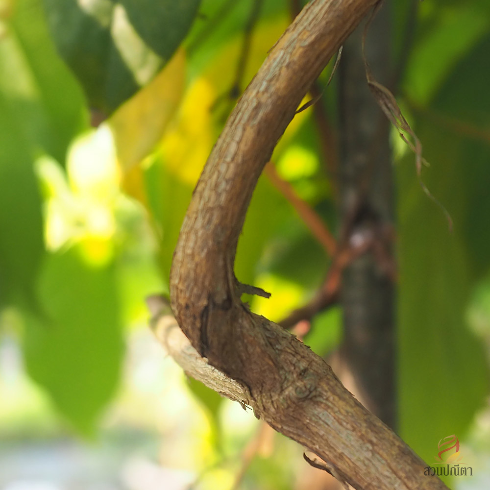 เล็บมือนางเลื้อย