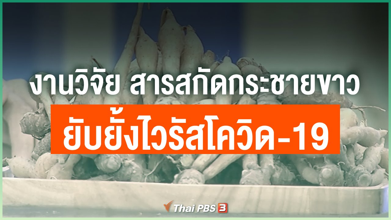 ผงกระชายขาว สารสกัดกระชายขาวเข้มข้น 10 เท่า ต้านโควิด ยี่ห้อ Feaga Life ฟีก้าไลฟ์ 80 กรัม