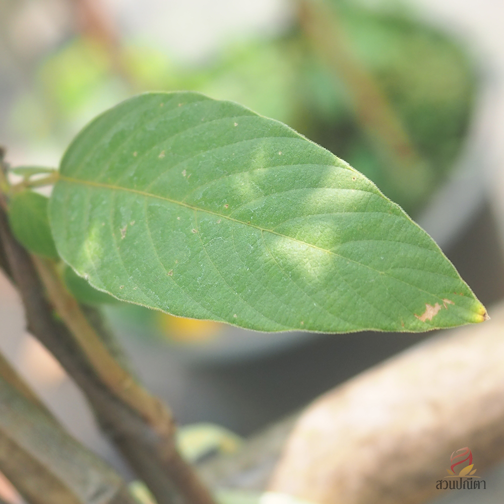 เปียนางฟ้า