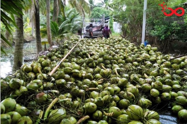 ขายที่ดินเกษตร สวนมะพร้าวน้ำหอม ถ.เพชรเกษม ต.บางช้าง อ.สามพราน นครปฐม / พื้นที่ 9-1-1 ไร่