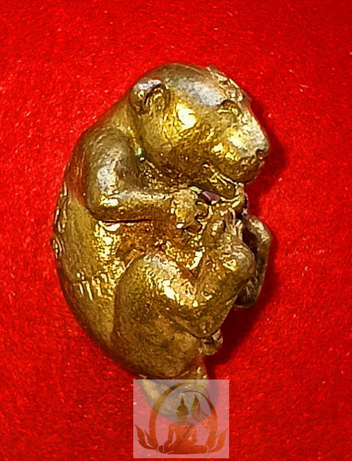 ลูกกรอกแมวดูดรก หลวงปู่คำบุ จ.อุบลราชธานี