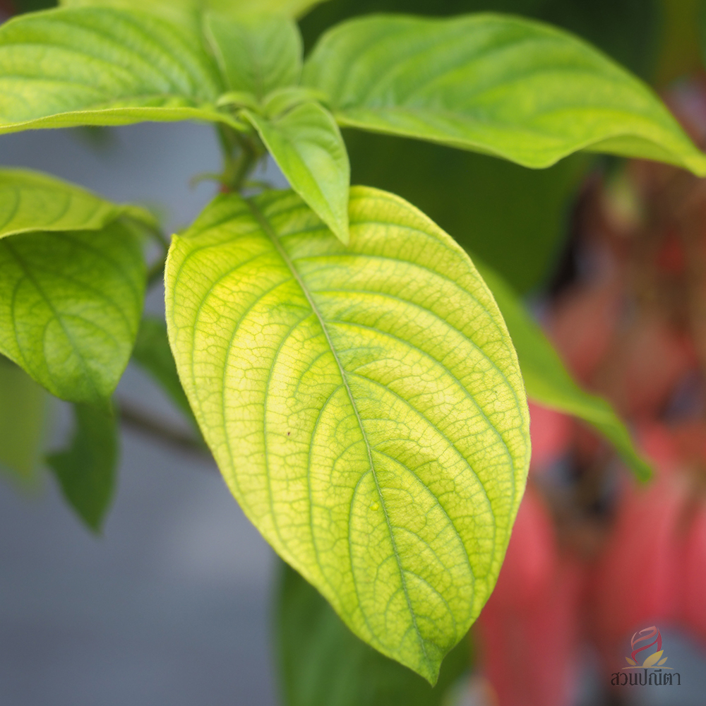 ดอนญ่าชมพู