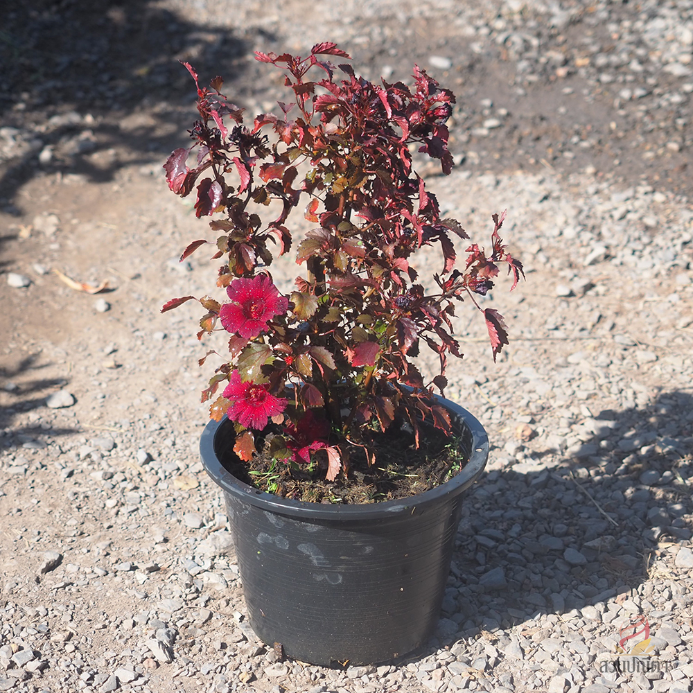 ชบาเมเปิ้ล