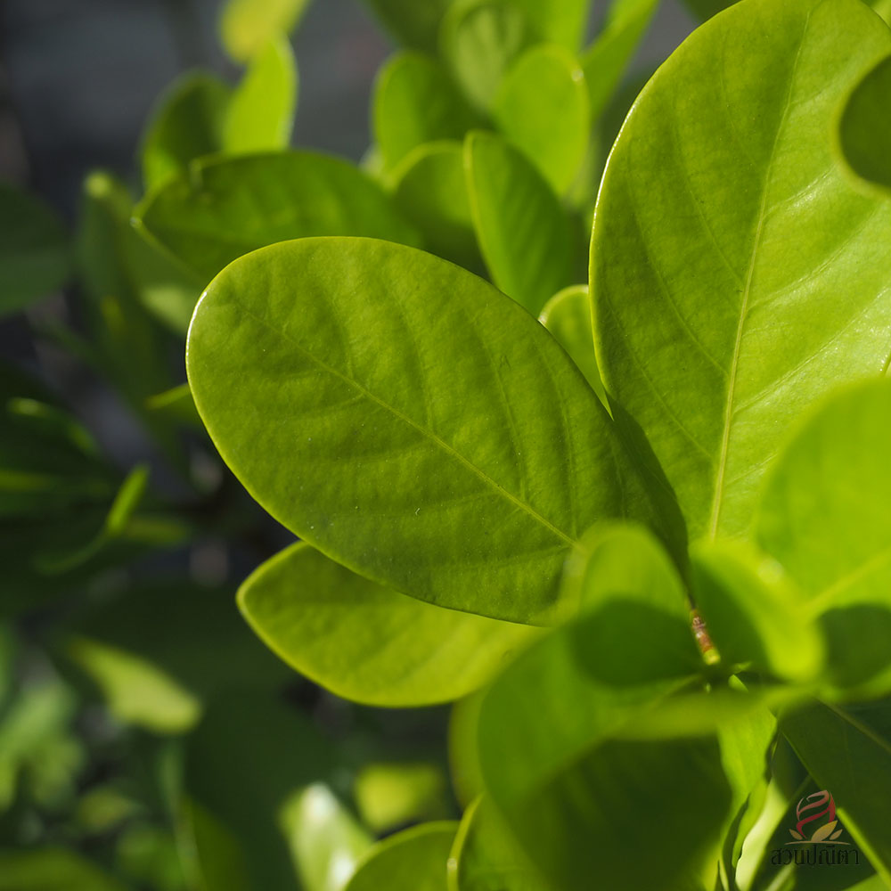 พุดซ้อน