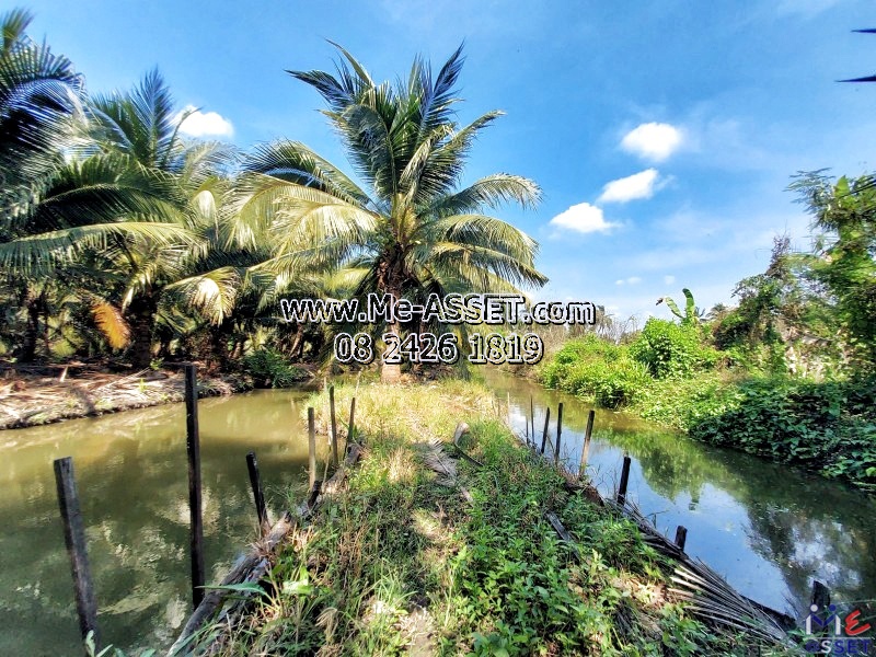 ขายที่ดินสวนมะพร้าวน้ำหอม ย่าน ทิมเรืองเวช หนองนกไข่ คลองจินดา บางช้าง สามพราน : ใกล้หมู่บ้านทิมเรืองเวช : 9-1-1 ไร่