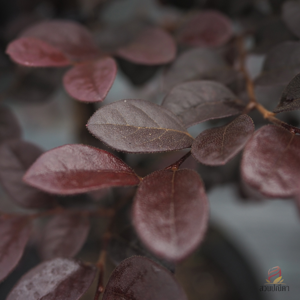 หงส์ฟู่