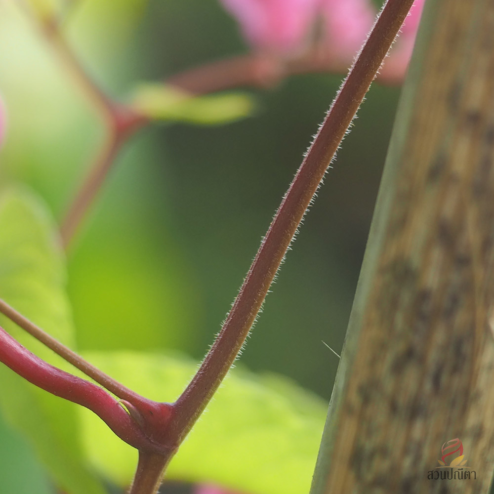 พวงชมพู