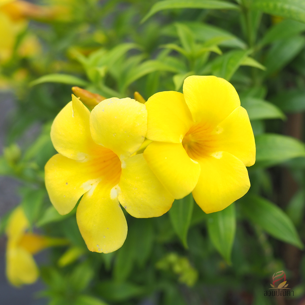 บานบุรี