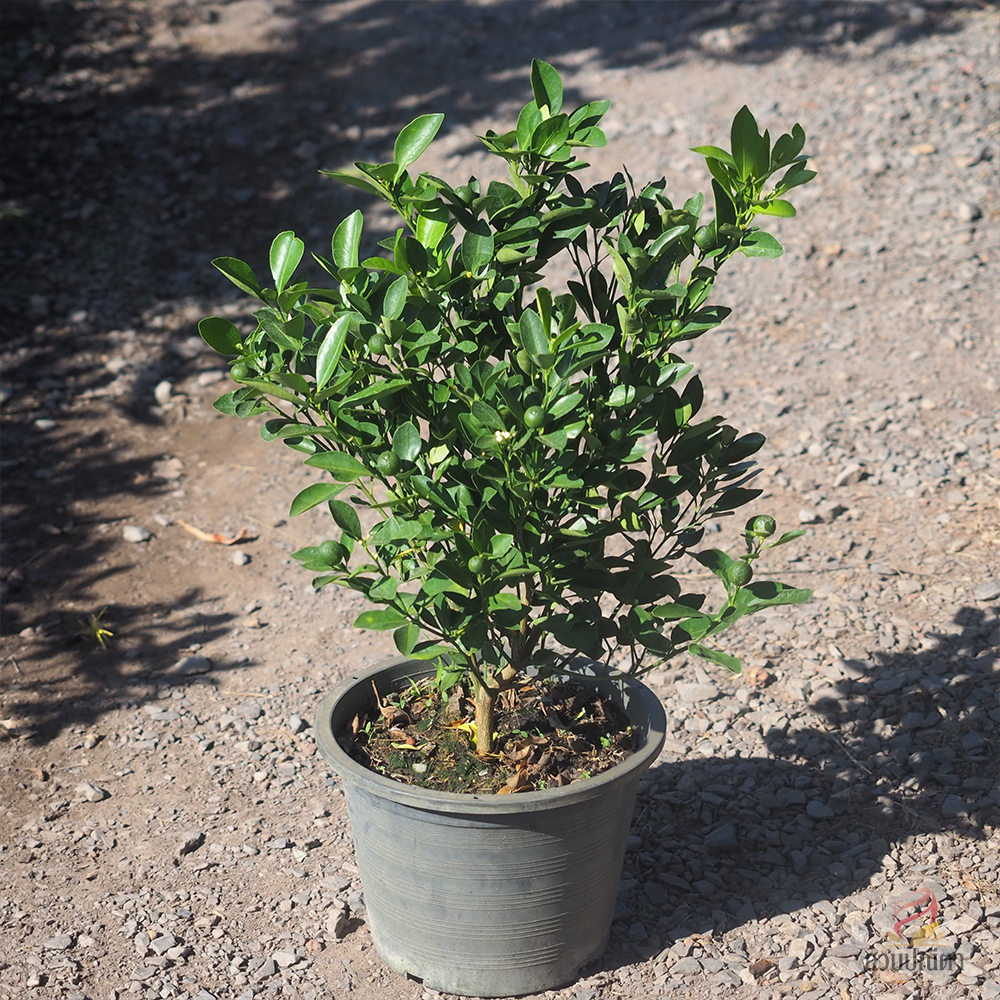 ส้มจี๊ด