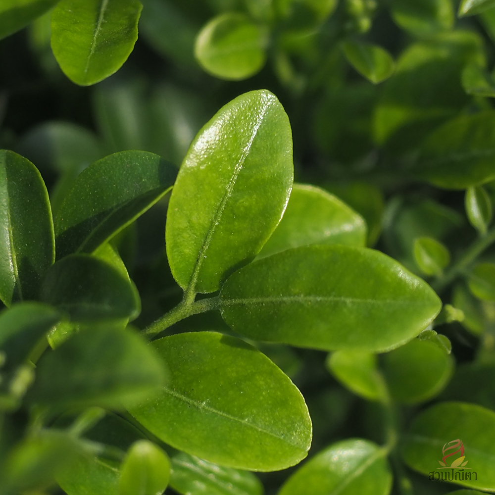 แก้วแคระพวงมณี