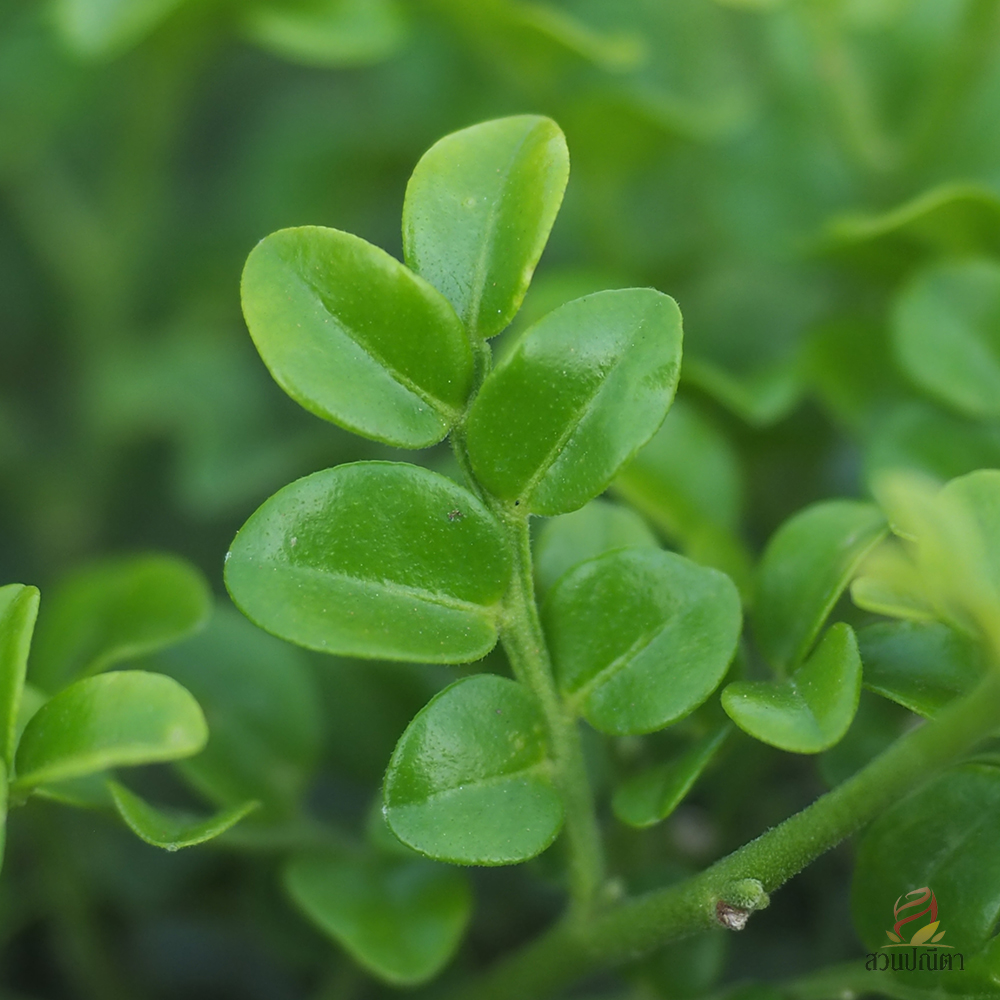 แก้วแคระใบประยงค์