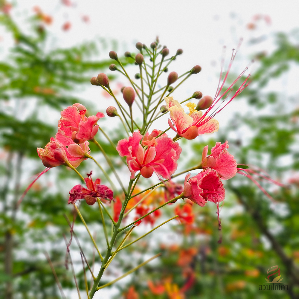 หางนกยูงไทย