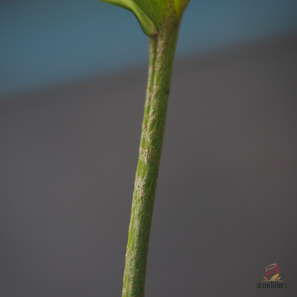 เต่าร้างด่าง