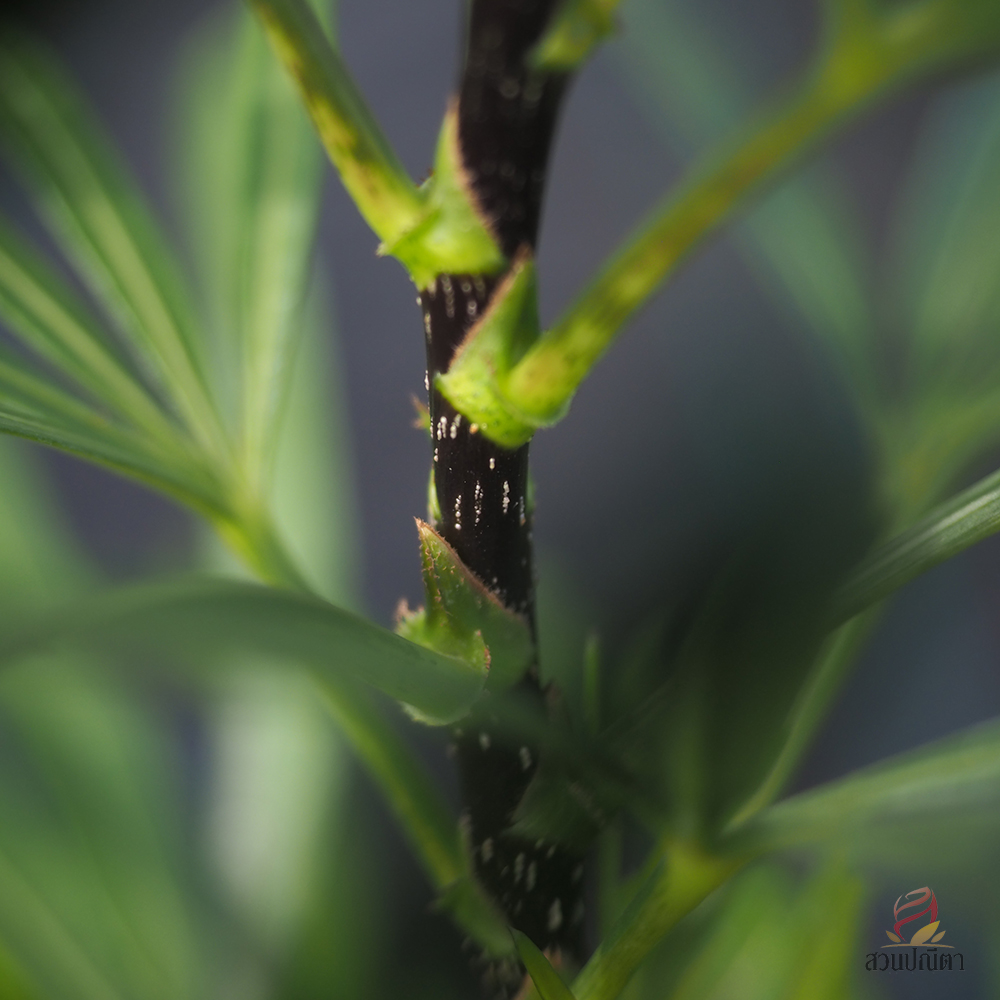 เล็บครุฑห้าแฉก