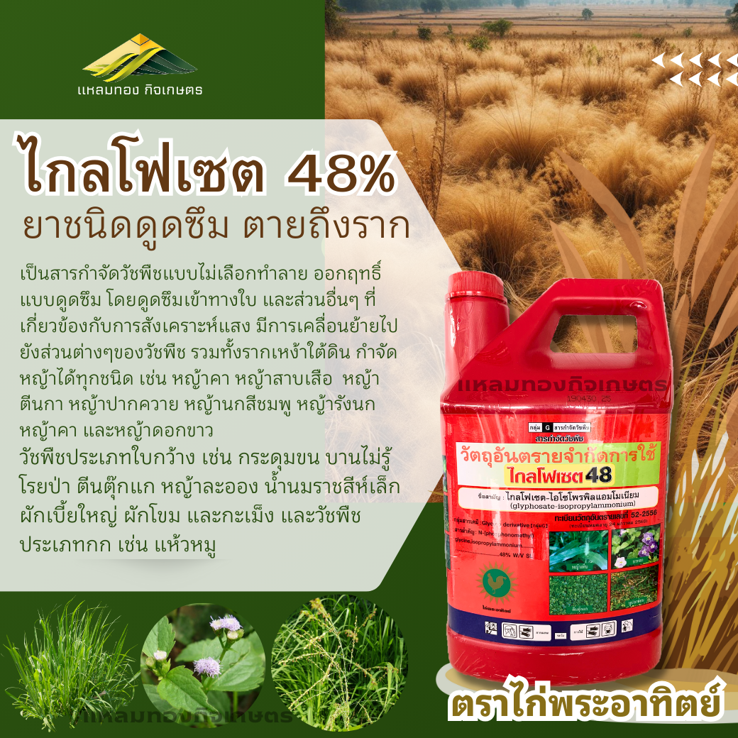 ยาฆ่าหญ้า ไกลโฟเซต 48% (ดูดซึม) ตราไก่พระอาทิตย์ ขนาด 4 ลิตร (แกลลอนแดง) 4 ลิตร