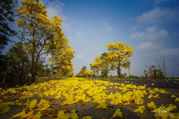 เหลืองปรีดียาธร
