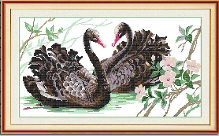 Black Swans (ไม่พิมพ์ลาย)