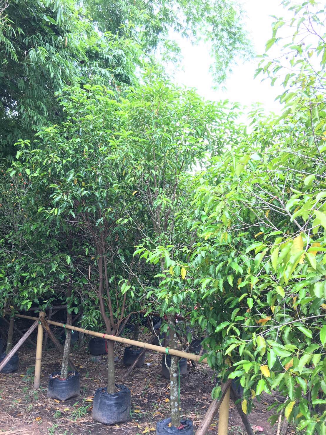 พิกุล