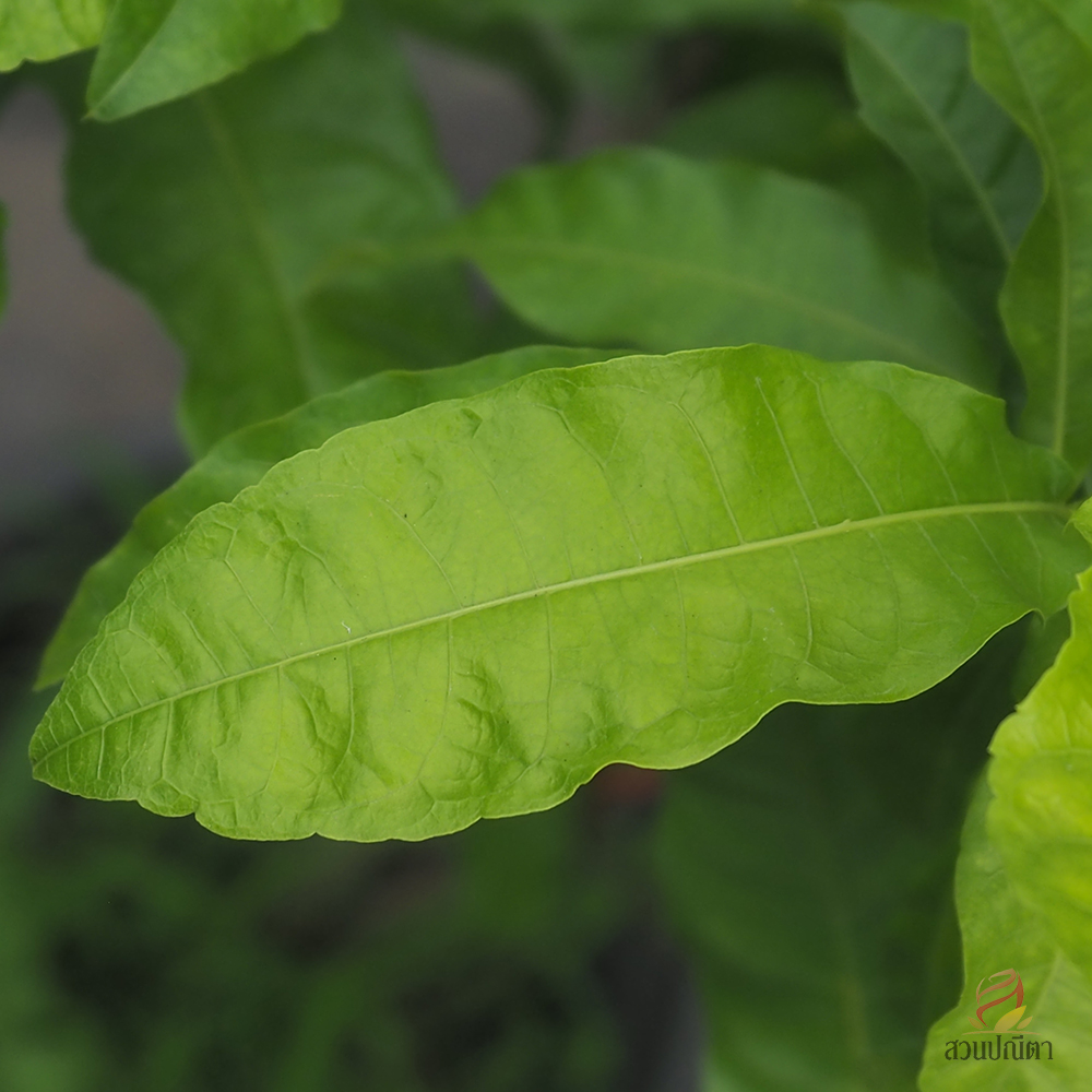 พวงครามขาว