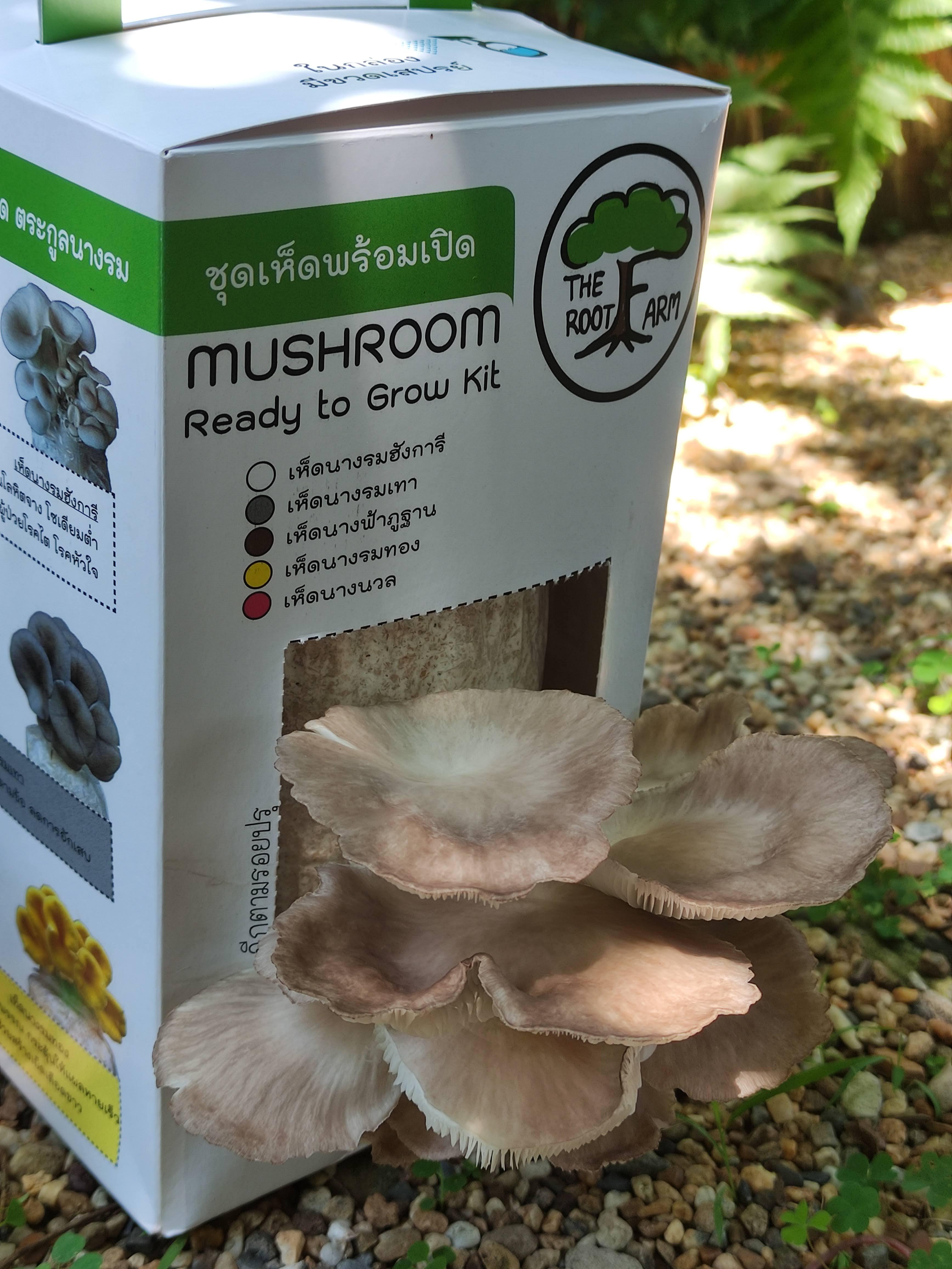 ชุดคิทเห็ดนางฟ้าภูฐานพร้อมเปิด (Mushroom Ready To Grow Kit)