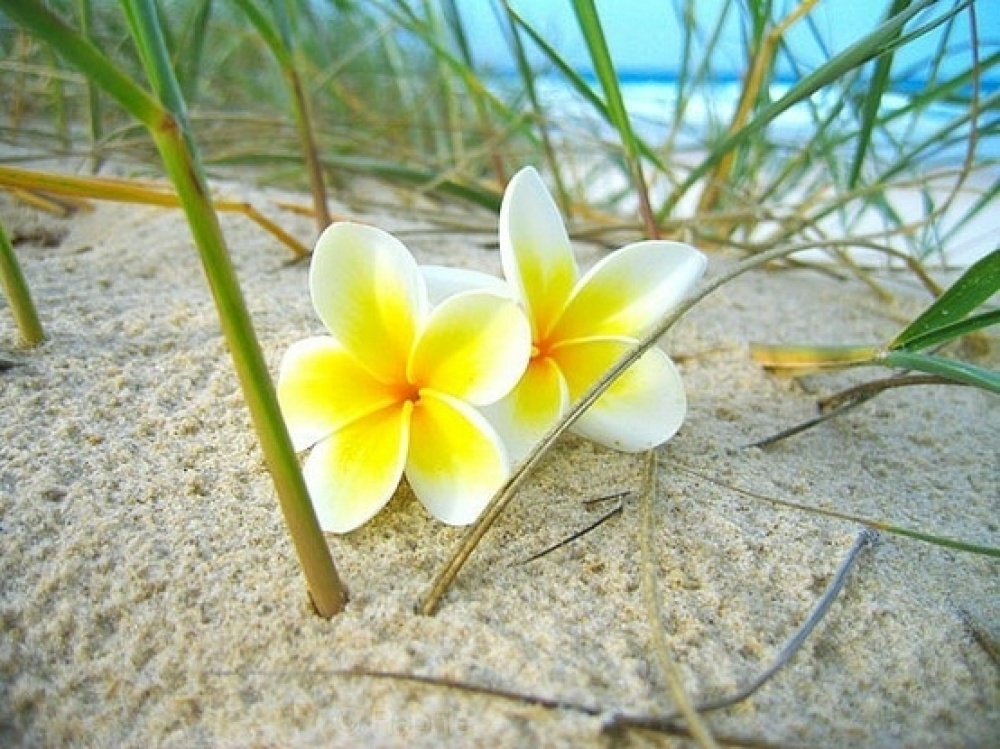 ลีลาวดี