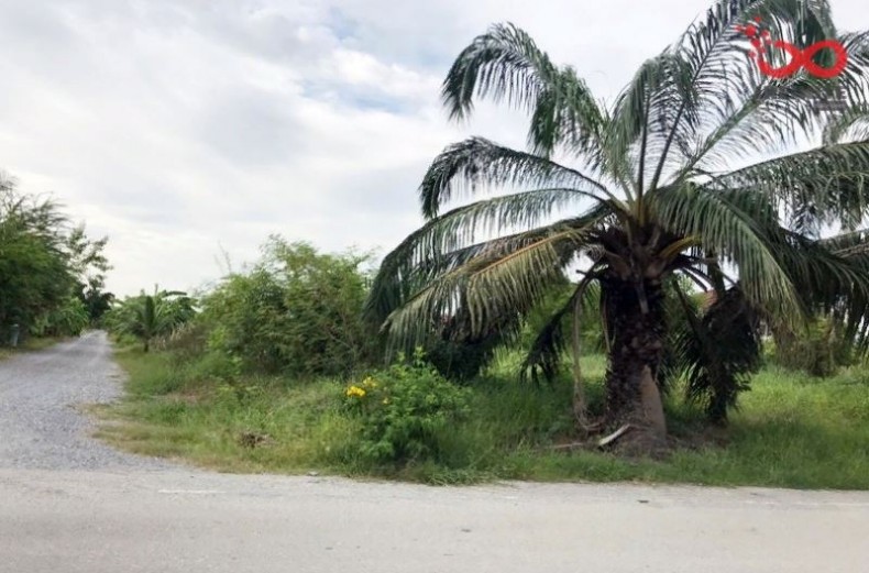 ขายที่ดินถมแล้ว สมพงษ์เรียลเอสเตท ถ.ศาลายา-บางภาษี ต.คลองโยง อ.พุทธมณฑล นครปฐม ใกล้ ม.พุทธมณฑลแลนด์ / พื้นที่ 99 ตารางวา