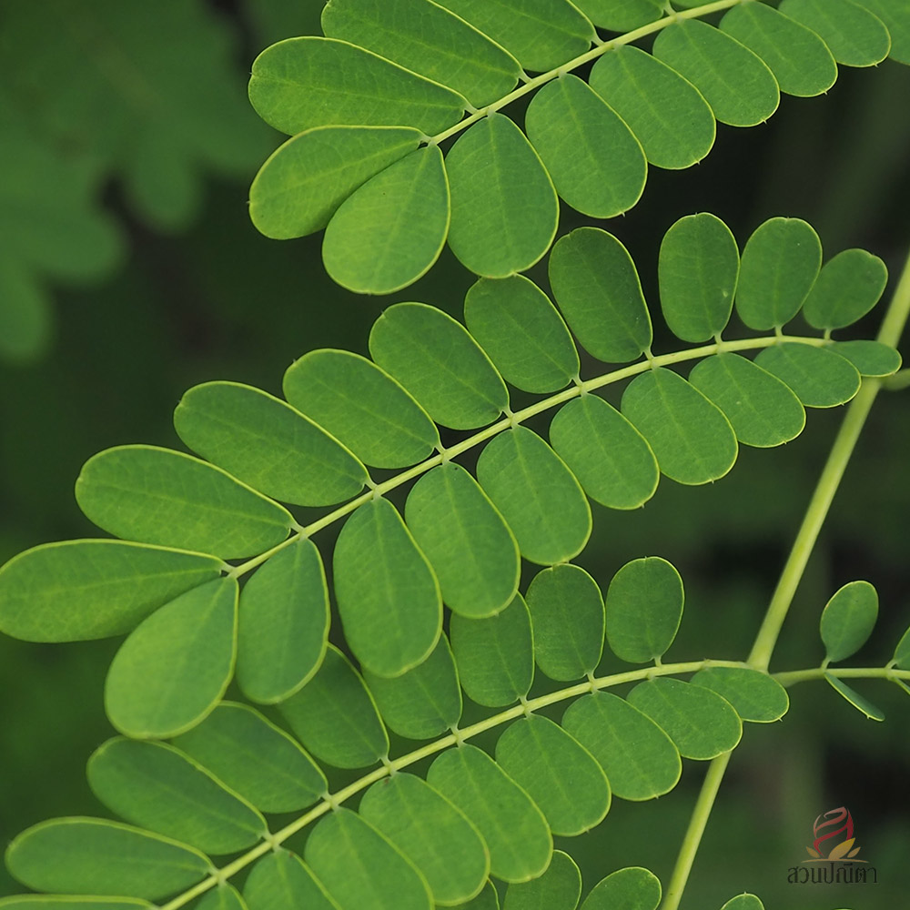 หางนกยูงไทย