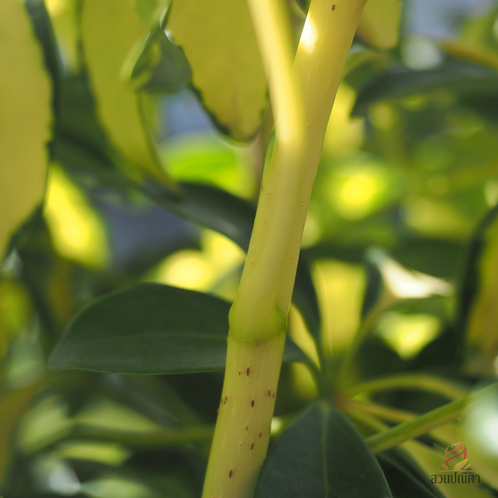 หนวดปลาหมึกด่าง