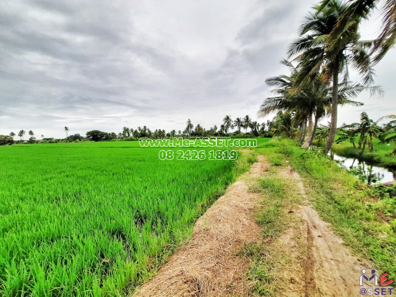 ขายที่ดินเปล่า ย่าน ลานตากฟ้า งิ้วราย มหาสวัสดิ์ : ใกล้ ม.พฤกษา 8 : 11-1-6 ไร่