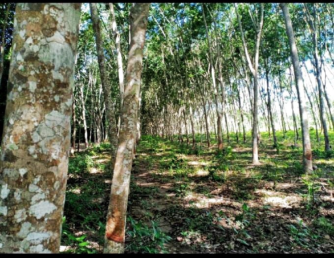ขายที่ดินเกษตร ปลูกสวนยาง ต.บางบุตร อ.บ้านค่าย ระยอง ใกล้วัดเนินสว่าง มีแหล่งน้ำธรรมชาติ : 11-0-29 ไร่ Coming soon ..........