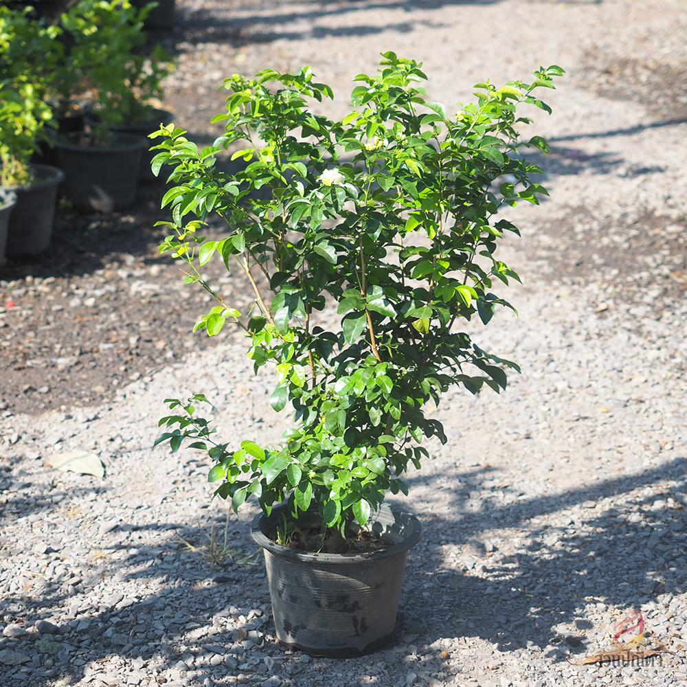 แก้วหิมาลัย