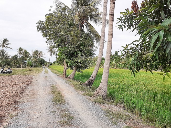 ขายที่ดินถมแล้ว ถ.บ้านกล้วย-ไทรน้อย ต.ไทรน้อย อ.ไทรน้อย นนทบุรี / พื้นที่ 100 ตารางวา