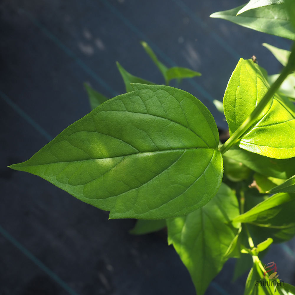 กรรณิการ์