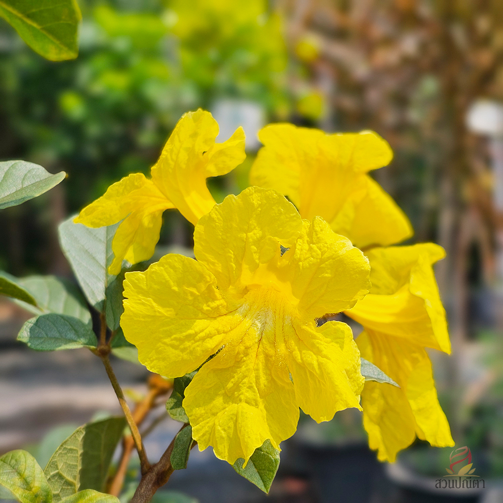 เหลืองเชียงราย