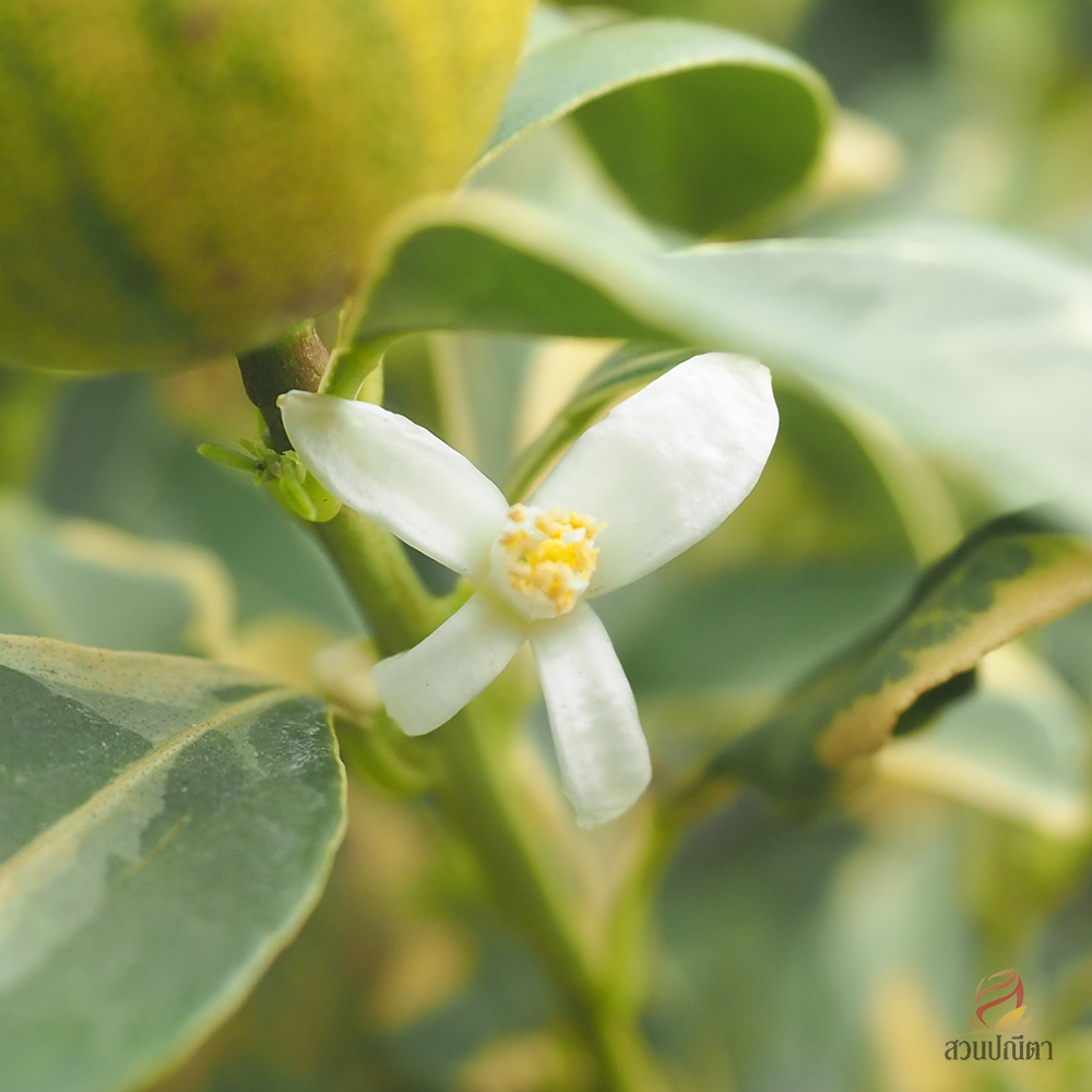 ส้มจี๊ดด่าง