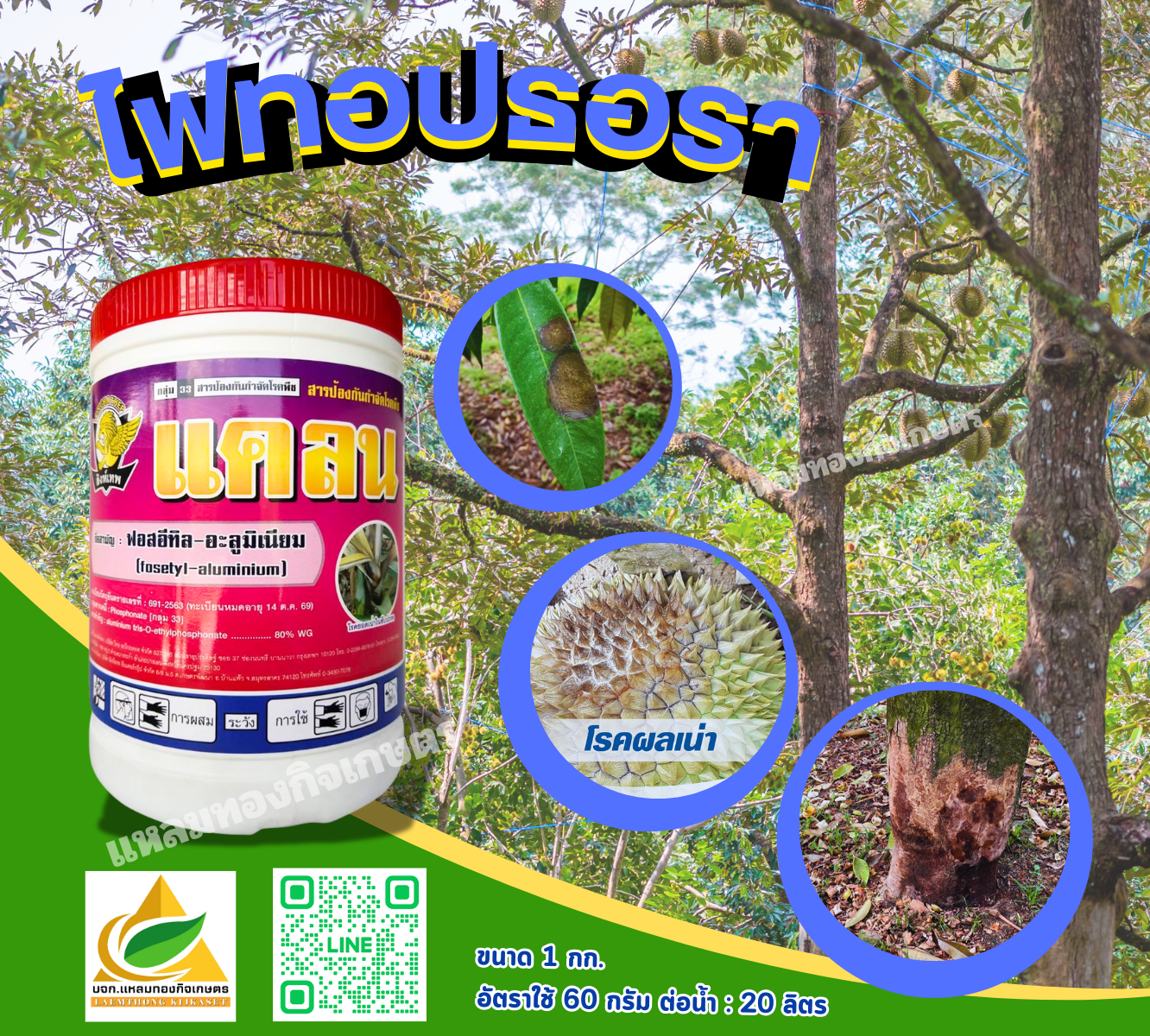แคลน สารป้องกันกำจัดโรคพืช(กันรา) ตราสิงห์เทพ กิโลกรัม