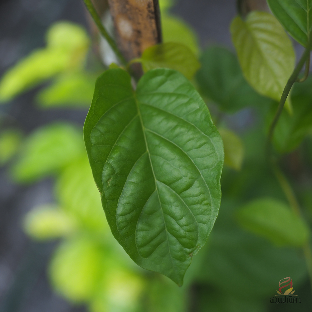 ลัดดาวัลย์