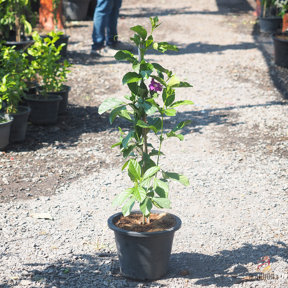 ม่วงมณีรัตน์