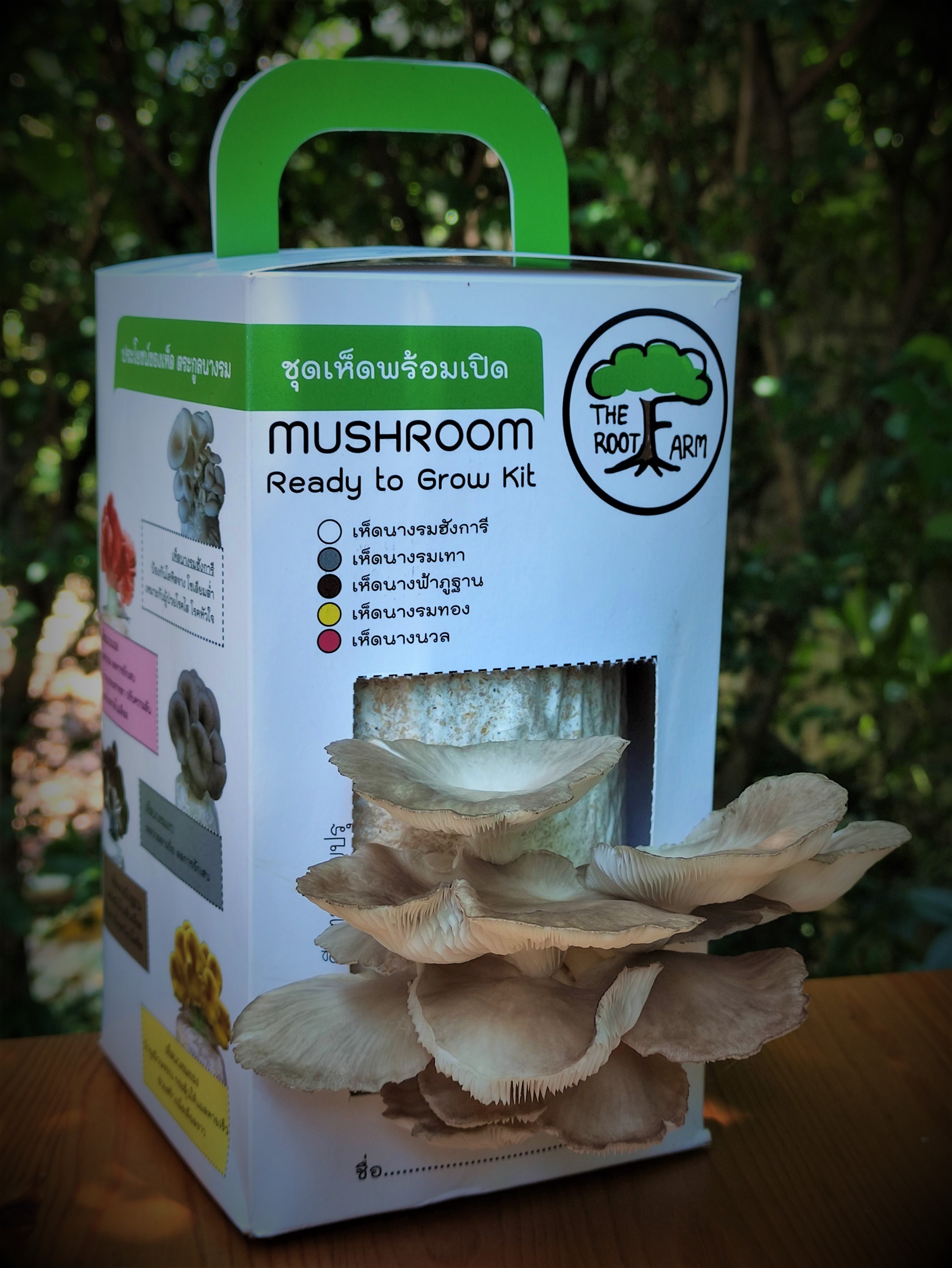 ชุดคิทเห็ดนางฟ้าภูฐานพร้อมเปิด (Mushroom Ready To Grow Kit)