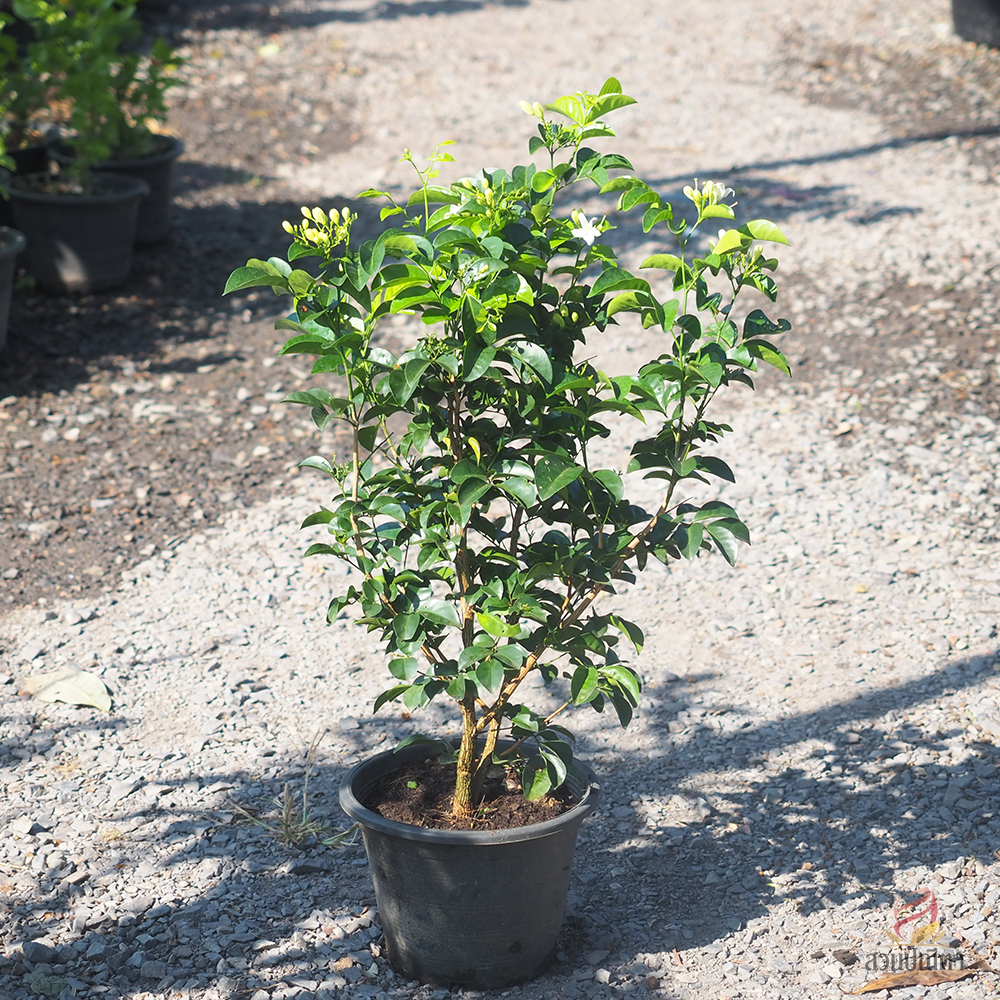 แก้วลิลลี่