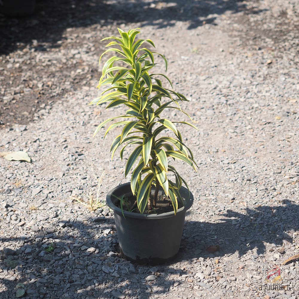 ซองออฟอินเดีย